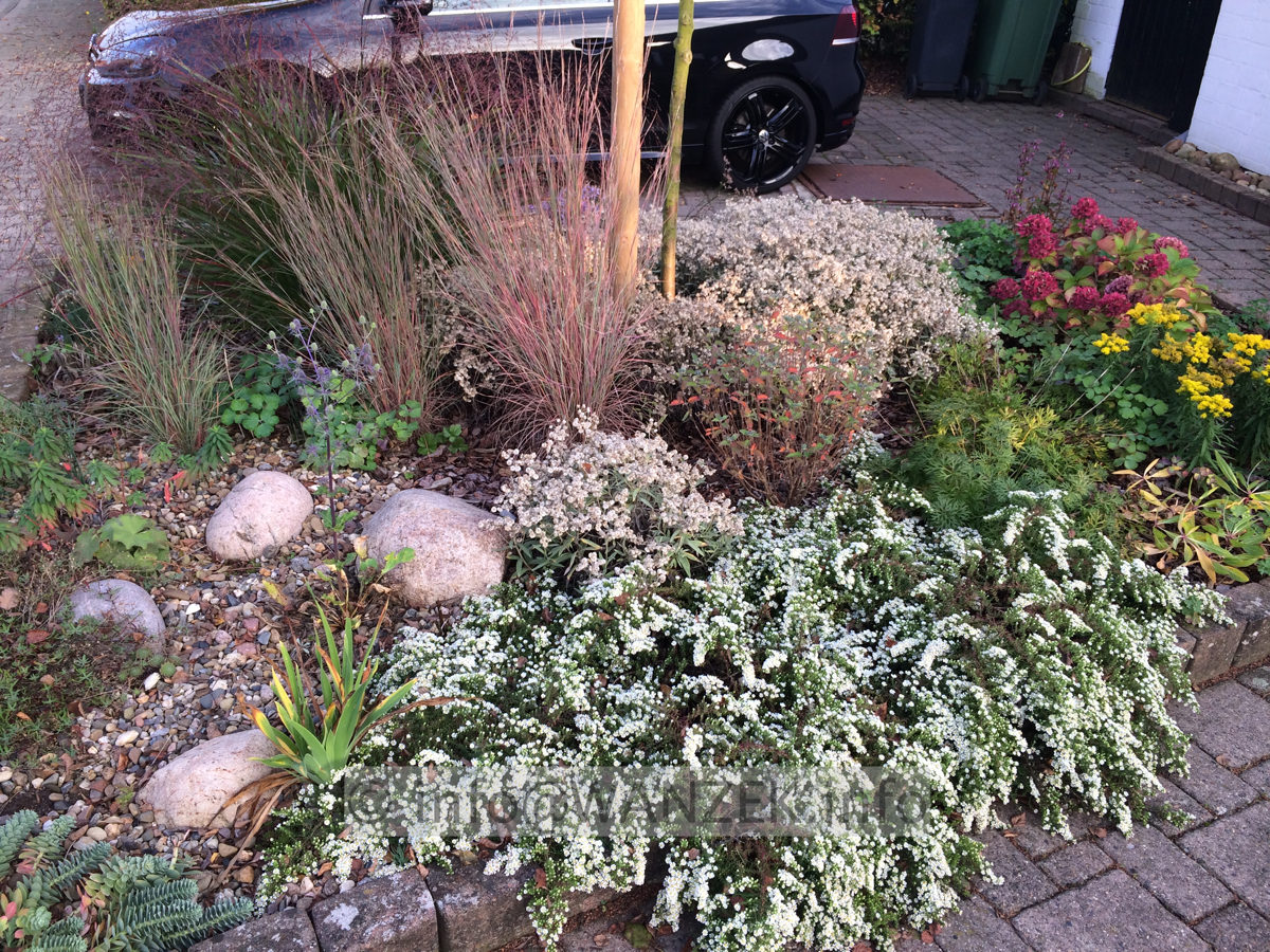 Aster pansos Snowflurry 01.JPG